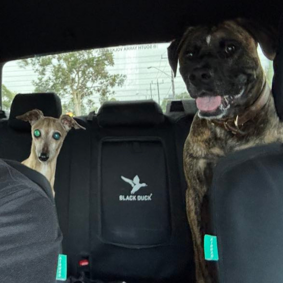 Pets On The Move